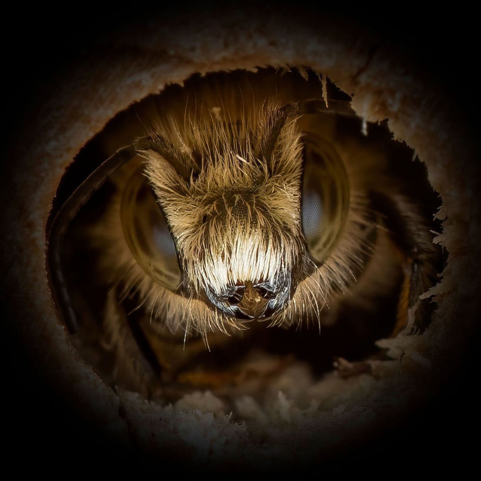 Close-Up Portraits of Bees Reveal How Different They Actually Look ...