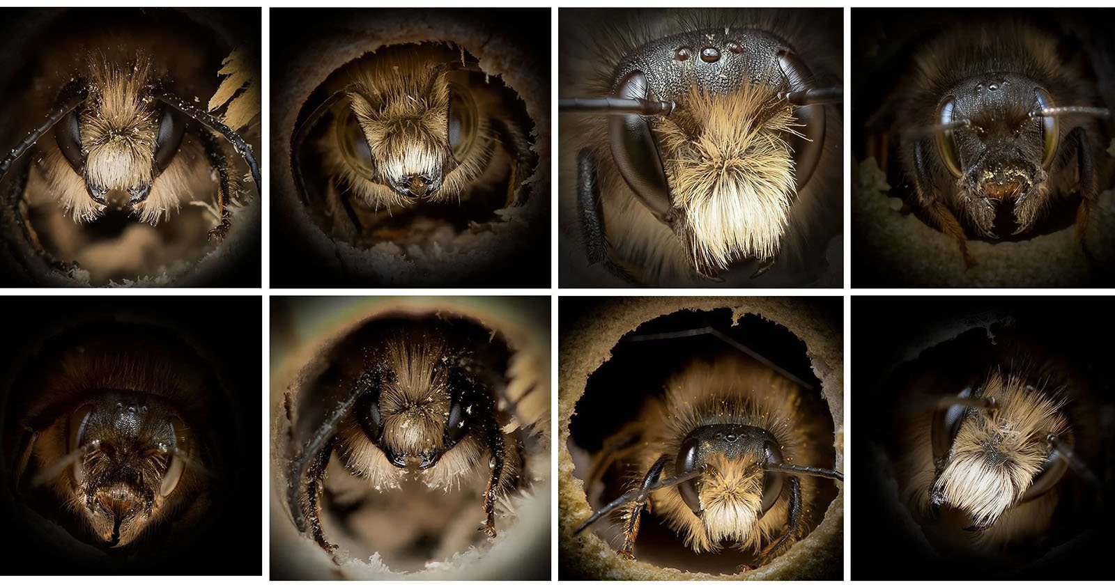 Close-Up Portraits of Bees Reveal How Different They Actually Look