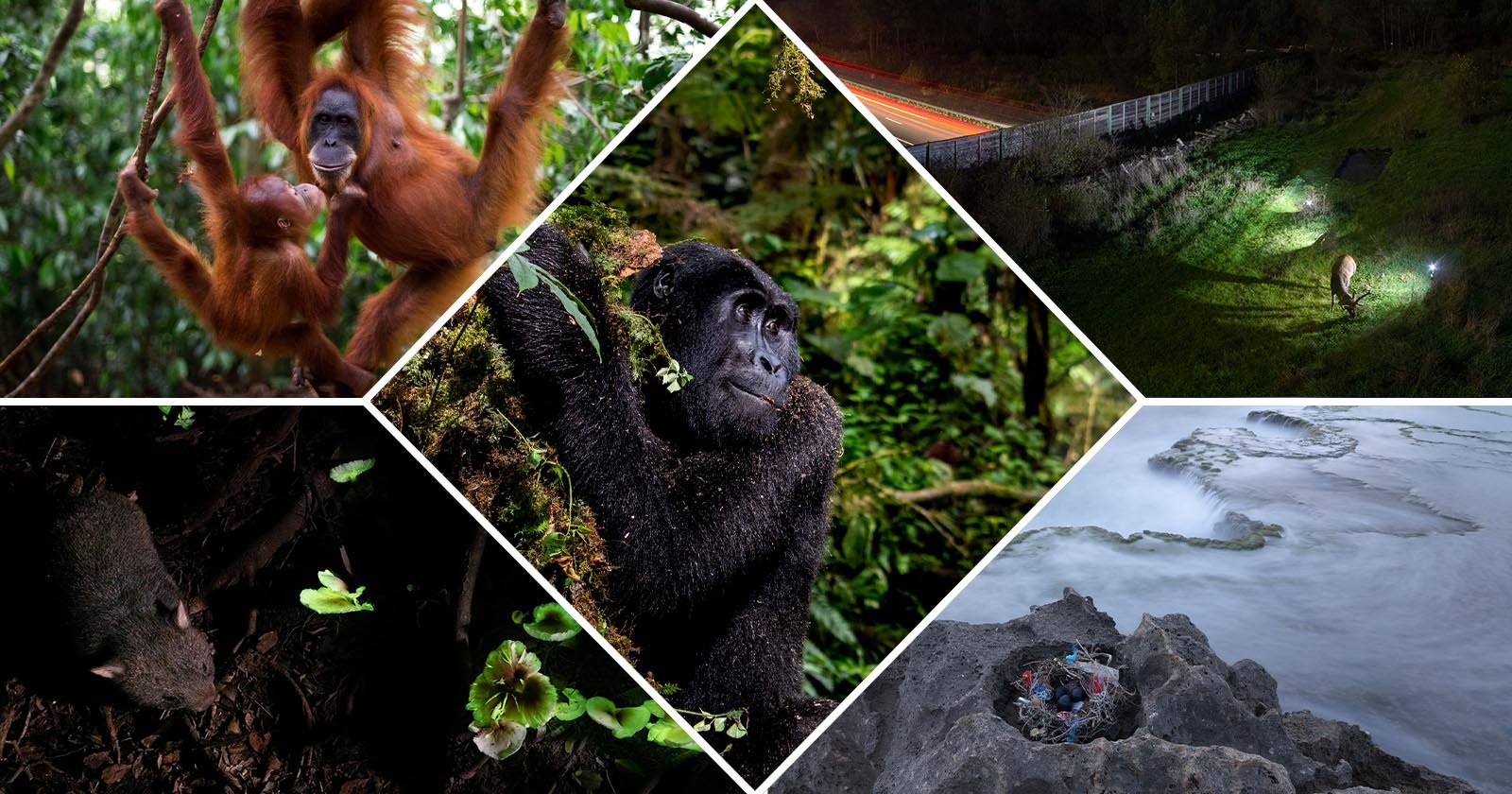 Tragic image of an orphan macaque wins wildlife photography award