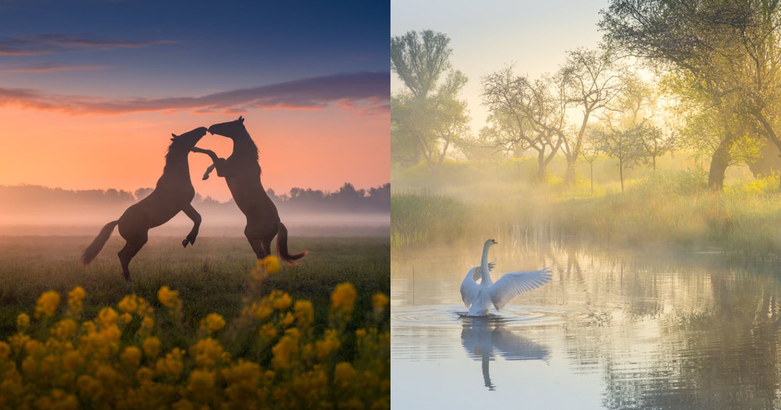 Magical Photos of Spring in the Netherlands | PetaPixel