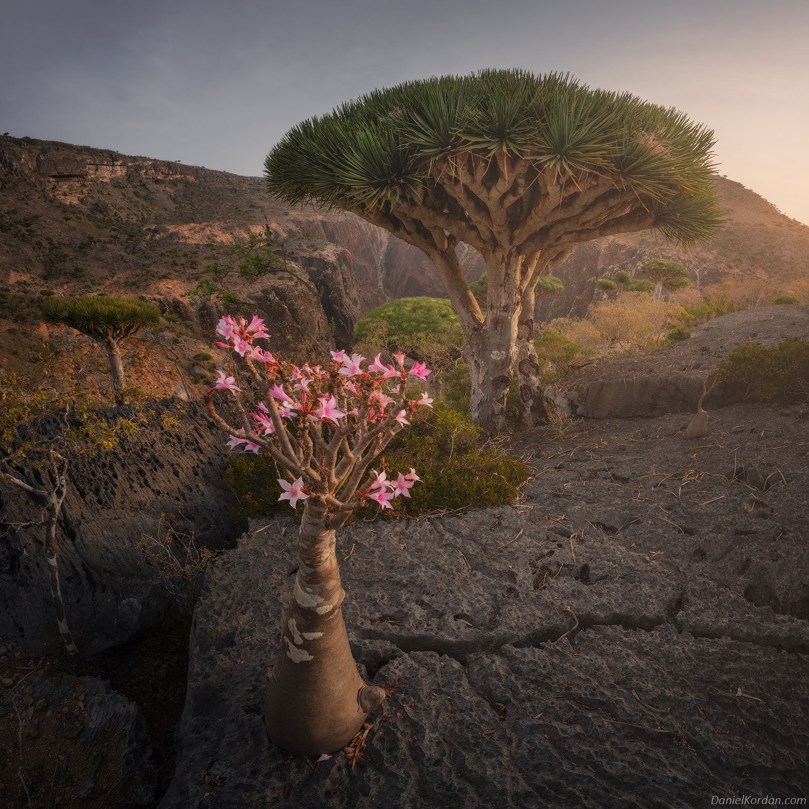 Gorgeous Photos of Socotra, The 'Most Alien-Looking Place on Earth ...