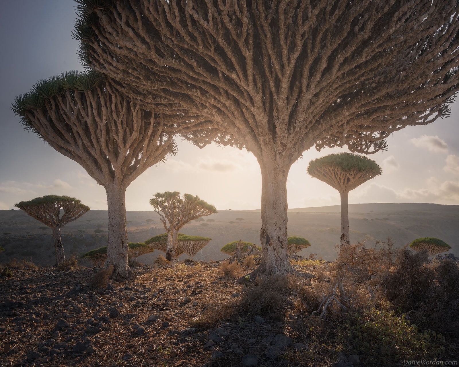 Gorgeous Photos of Socotra, The 'Most Alien-Looking Place on Earth ...