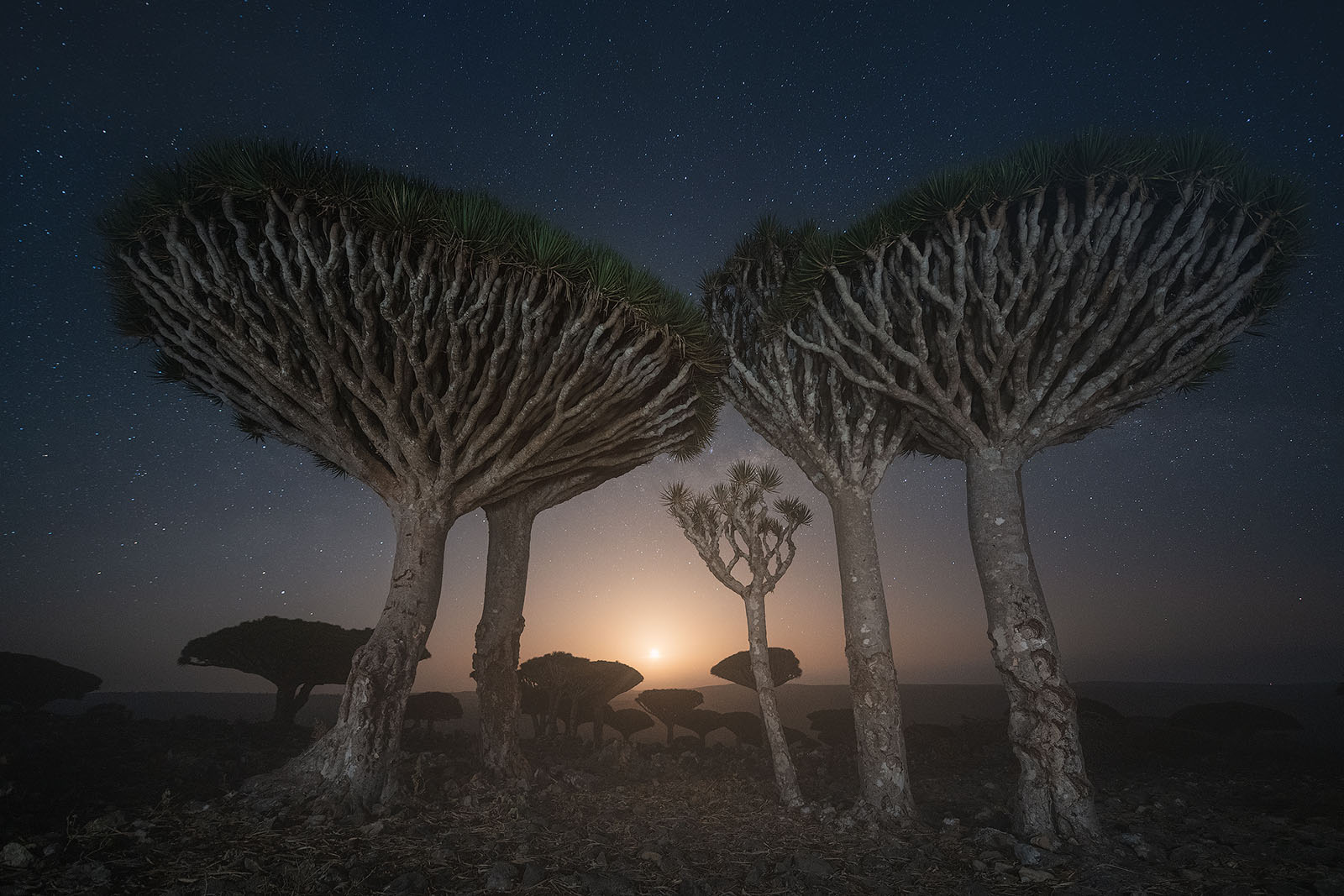 Gorgeous Photos of Socotra, The 'Most Alien-Looking Place on Earth ...