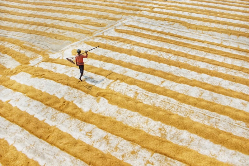 Beautiful Photos of Rice Fields in India Perfectly Leverage Composition