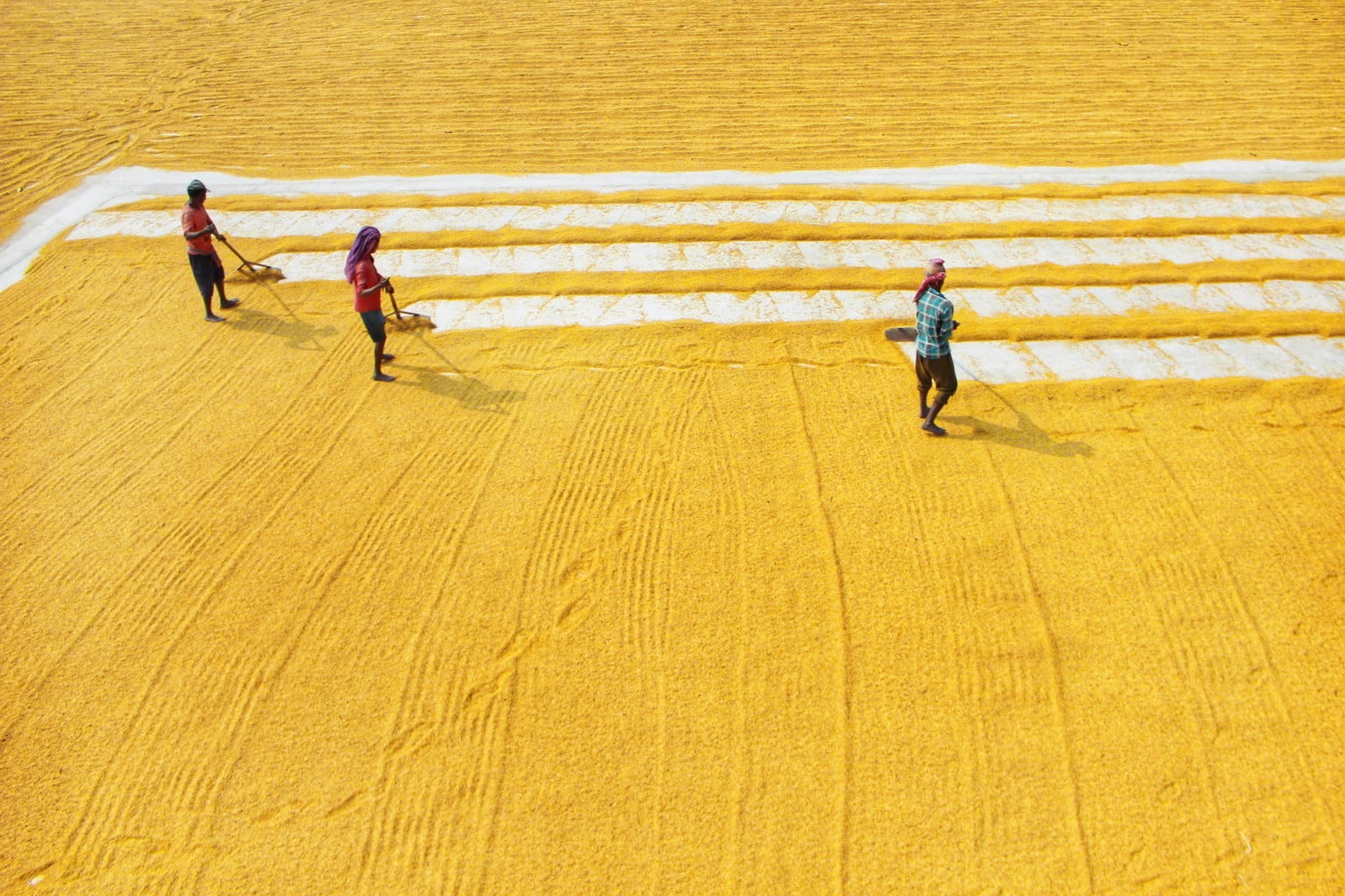 Beautiful Photos of Rice Fields in India Perfectly Leverage Composition ...