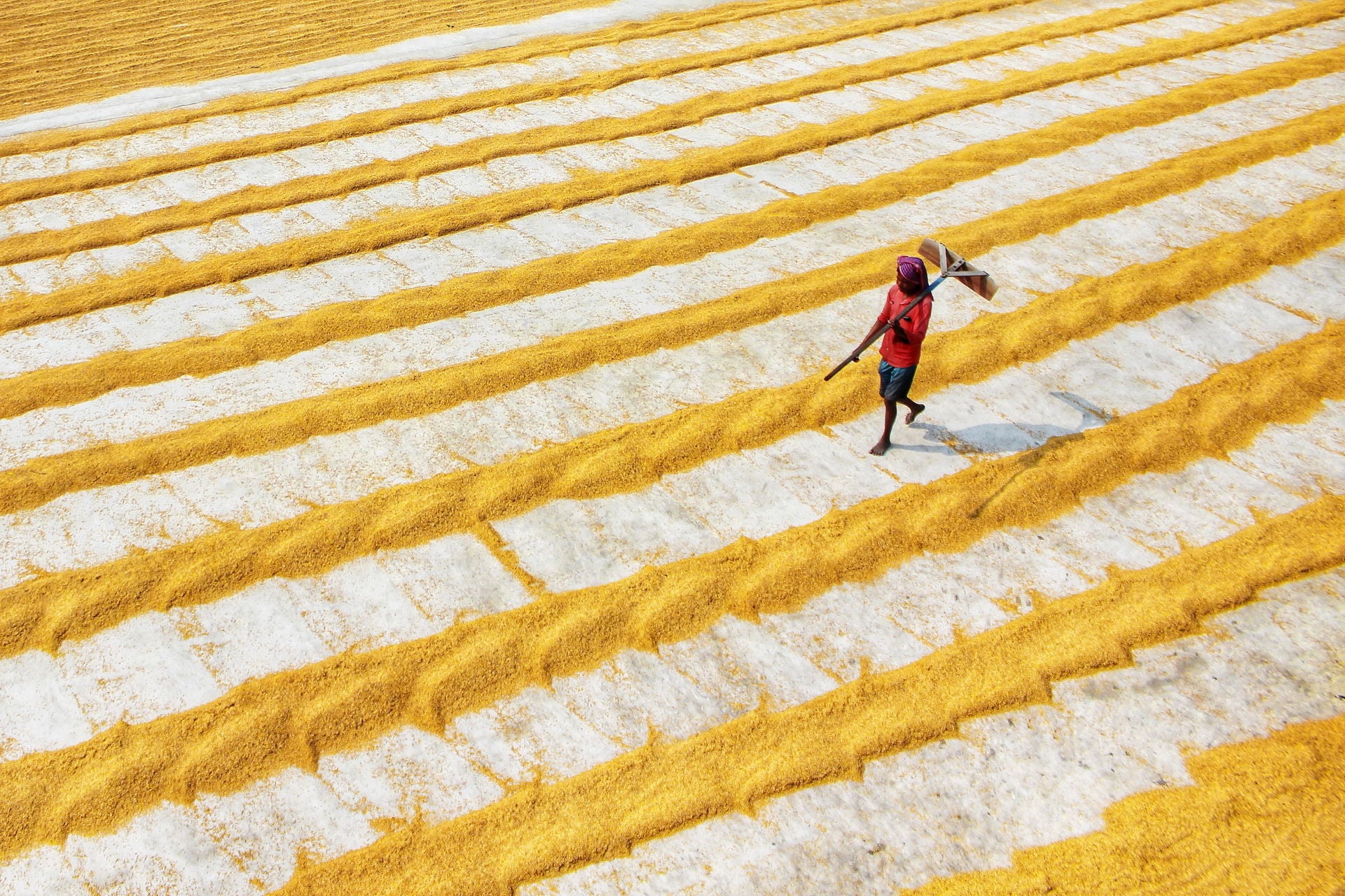 Beautiful Photos of Rice Fields in India Perfectly Leverage Composition ...