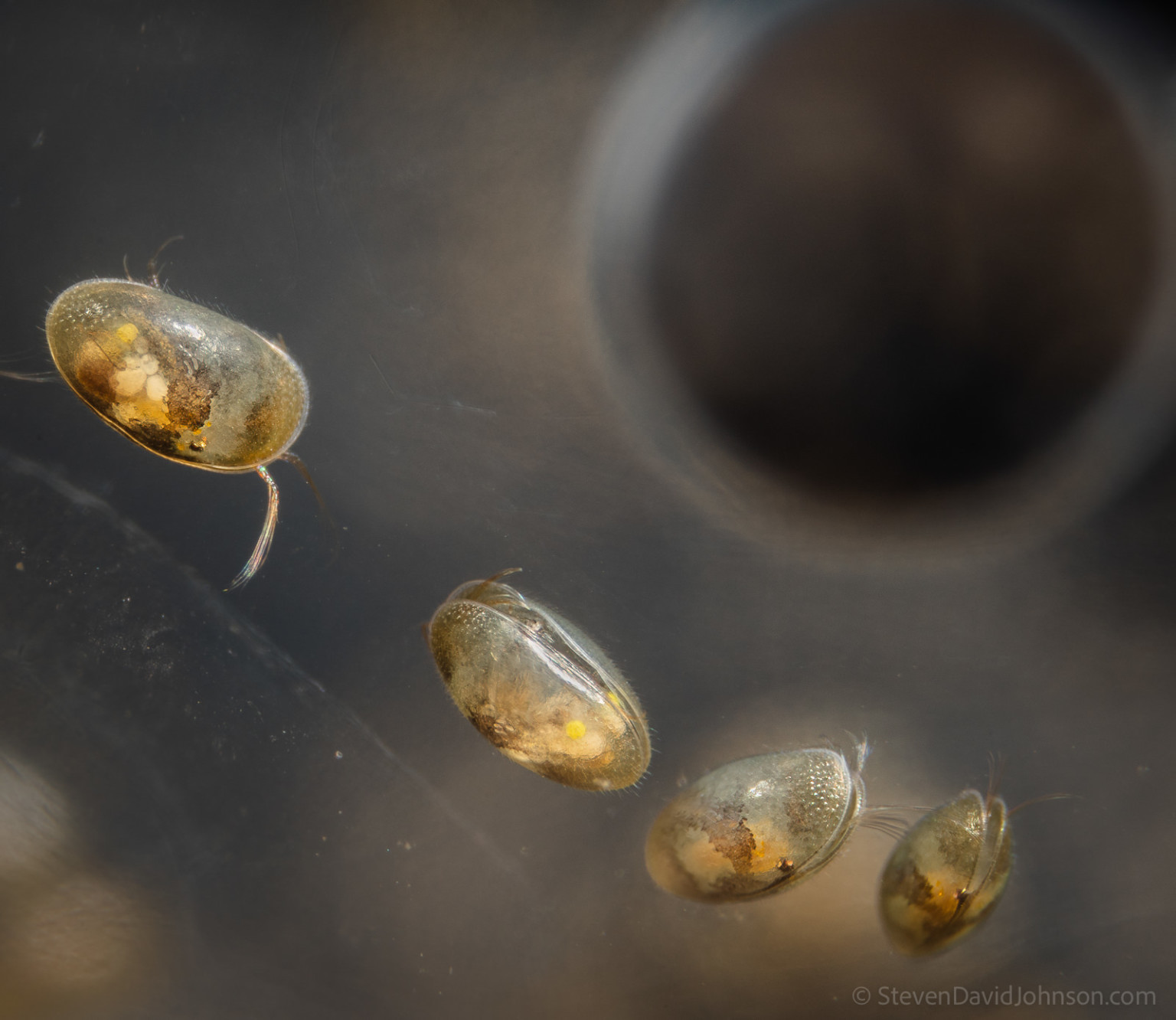 Stunning Macro Photos Shot Within the Unique World of Vernal Pools ...