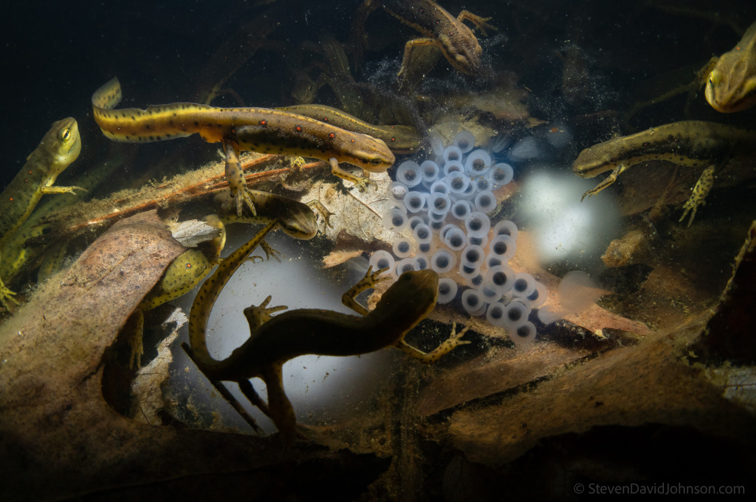 Stunning Macro Photos Shot Within the Unique World of Vernal Pools ...