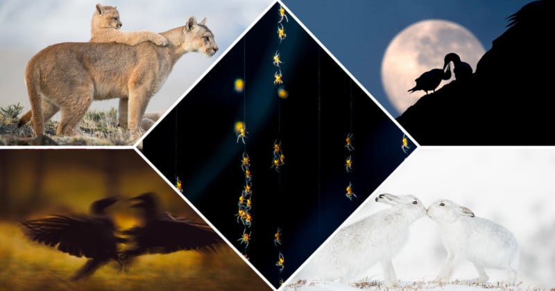 WildArt Photographer of the Year 2021 ‘Connection’ Category Winners