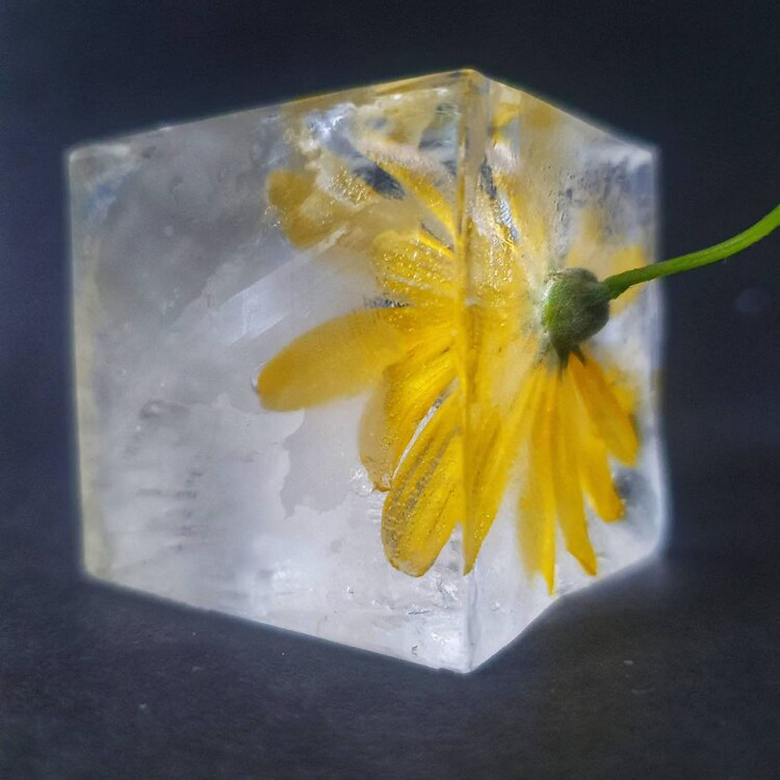 Ice Flowers A Fun AtHome Project for Beautiful Still Life Photos