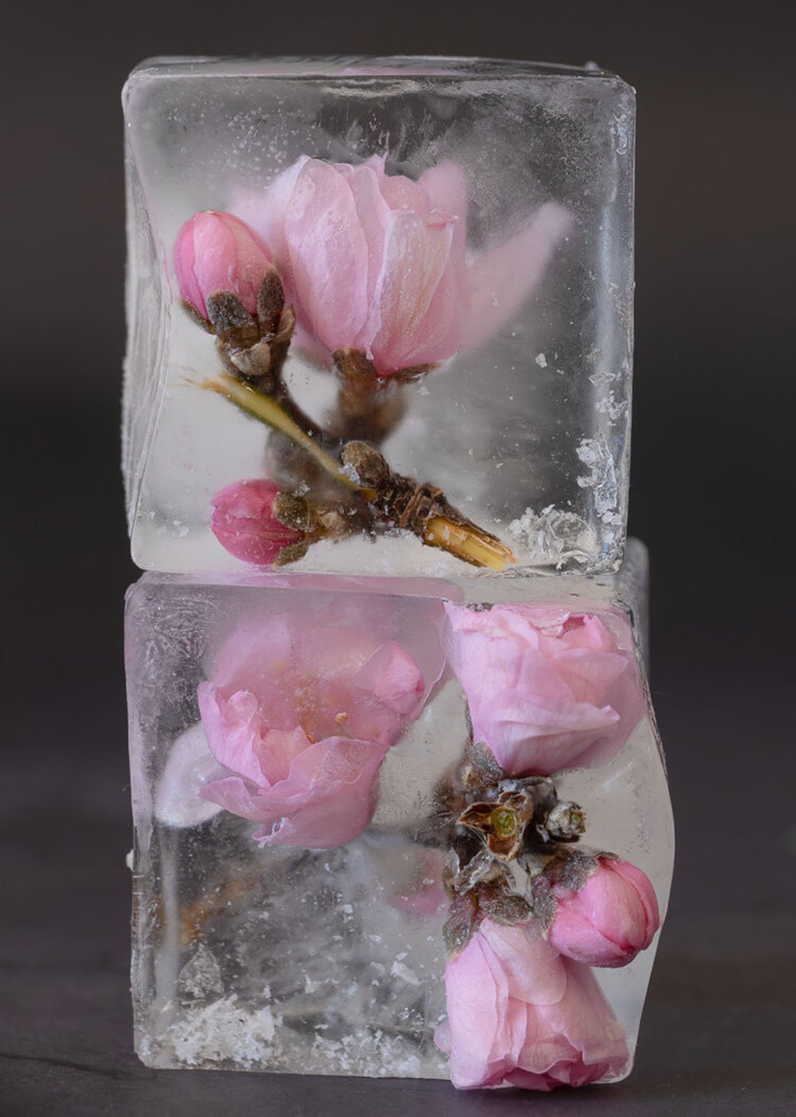 Ice Flowers: A Fun At-Home Project for Beautiful Still Life Photos ...