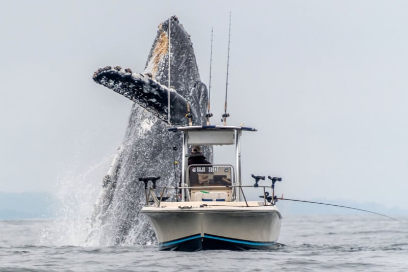 Photographer Catches Whale Breaching Next to a Fishing Boat | PetaPixel