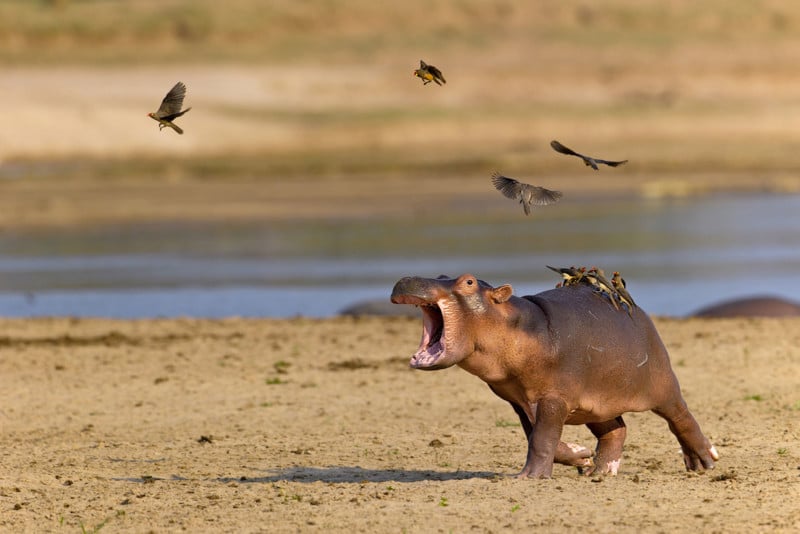 Photographer Captures Baby Hippo Getting Spooked by Birds | PetaPixel