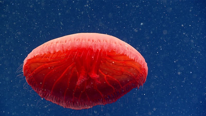 midnight zone jellyfish