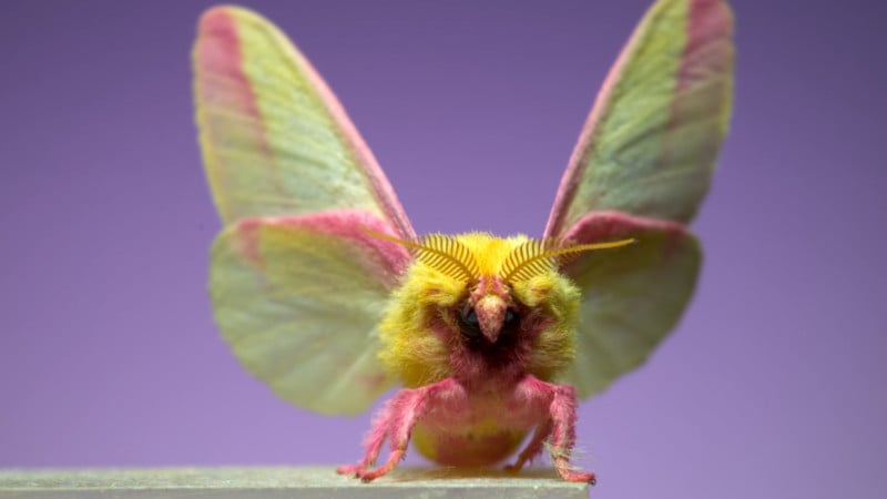 A handsome little rosy maple moth I found this morning : r/aww