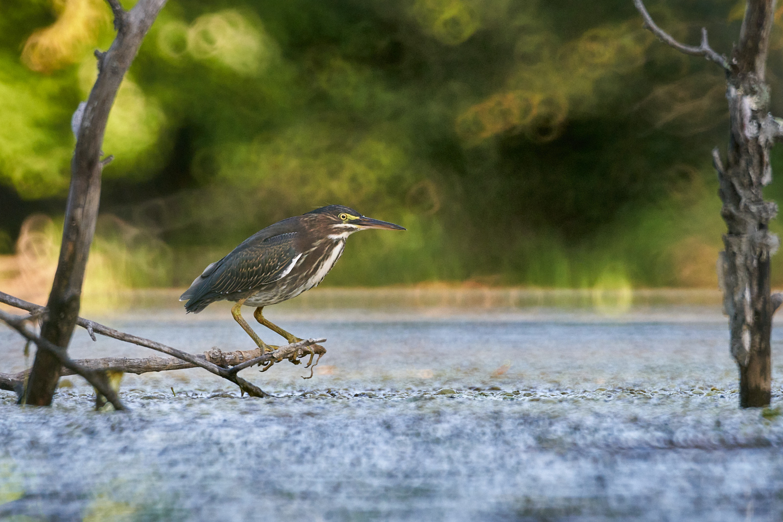 Tokina SZX 400mm f/8 Reflex Review: A Challenging But Fun $250 Lens
