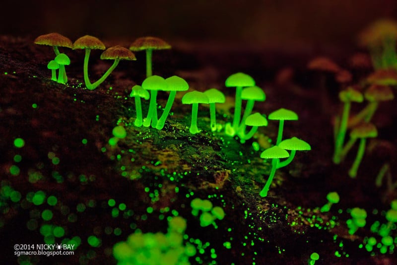 Photographing Glowing Mushrooms in Singapore