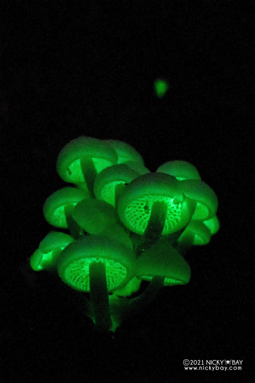 Photographing Glowing Mushrooms in Singapore | PetaPixel