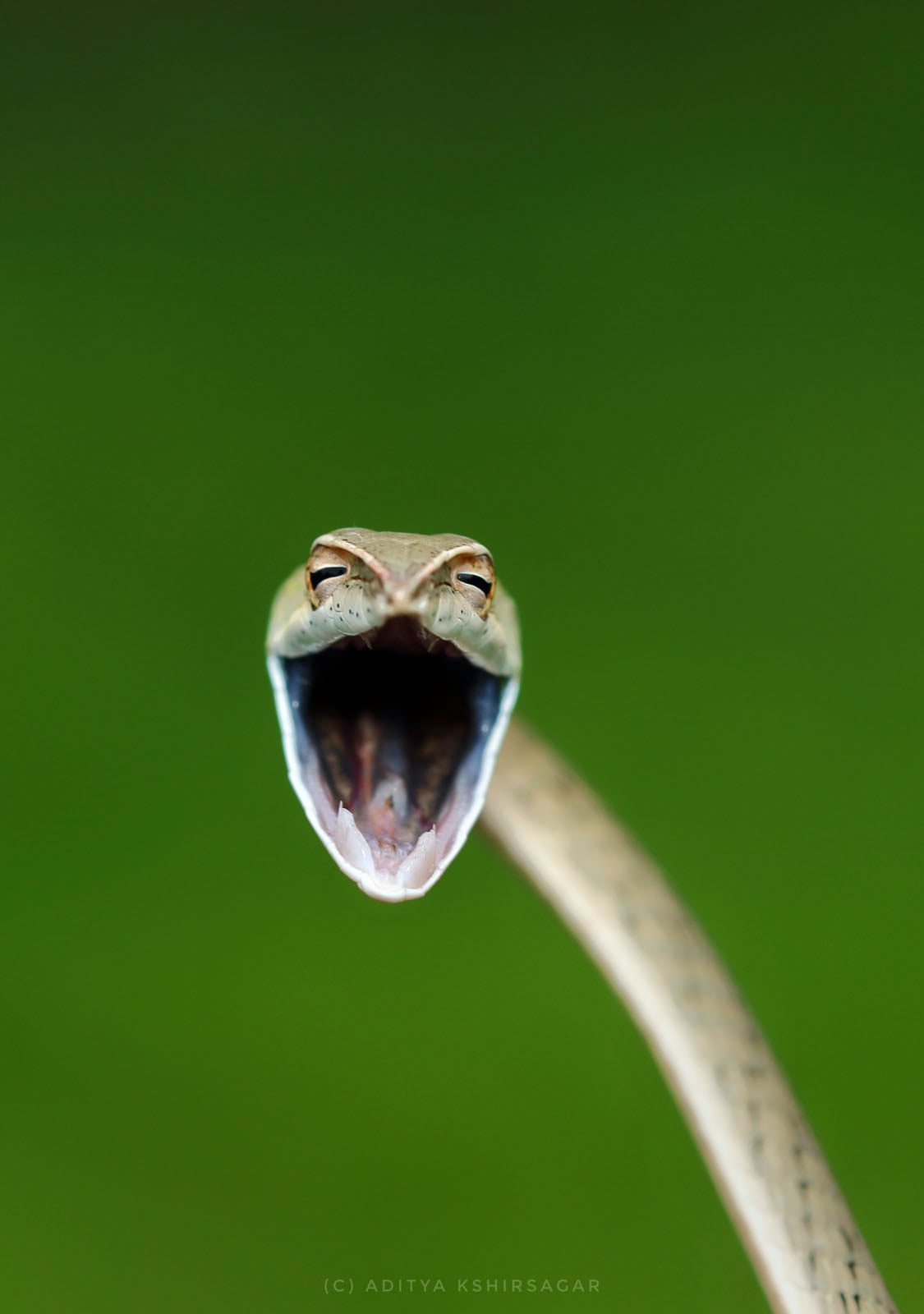 23 of the Funniest Finalists in the 2021 Comedy Wildlife Photo Awards ...