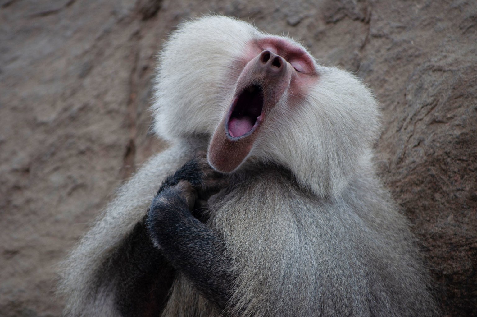 23 of the Funniest Finalists in the 2021 Comedy Wildlife Photo Awards