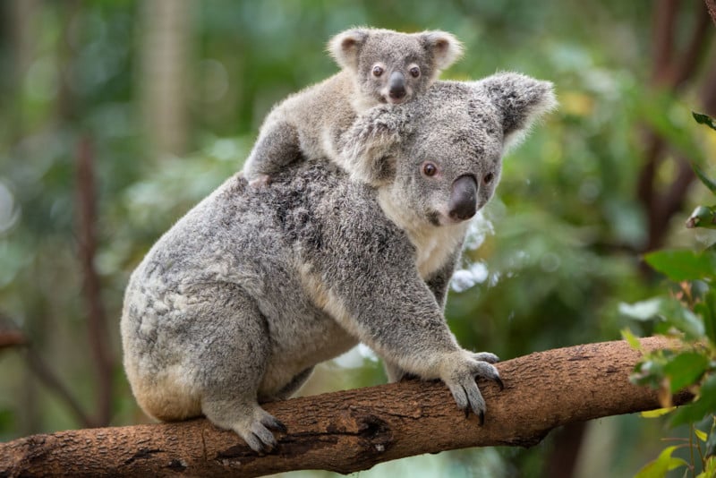 Koala Phascolarctos cinereus Eight-month-old baby on mother's back Queensland, Australia *Captive