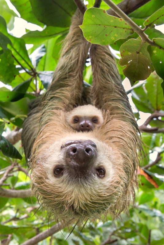 Hoffmann's Two-toed Sloth Choloepus hoffmanni Mother and two-month-old baby Aviarios Sloth Sanctuary, Costa Rica *Rescued and released by Sloth Sanctuary