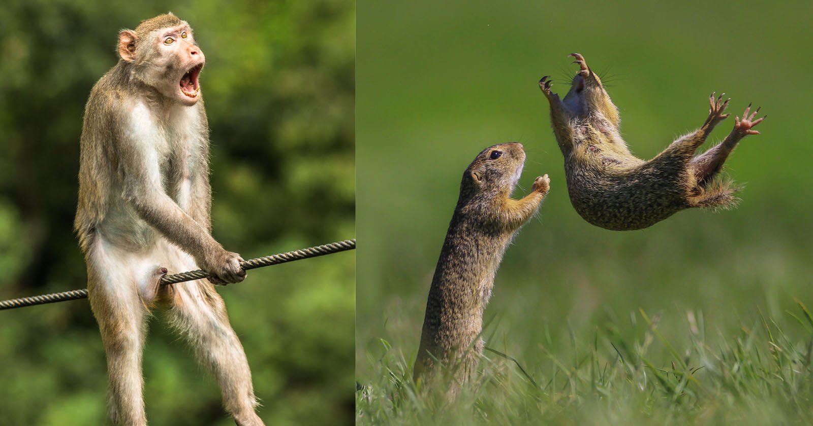 23 of the Funniest Finalists in the 2021 Comedy Wildlife Photo Awards |  PetaPixel