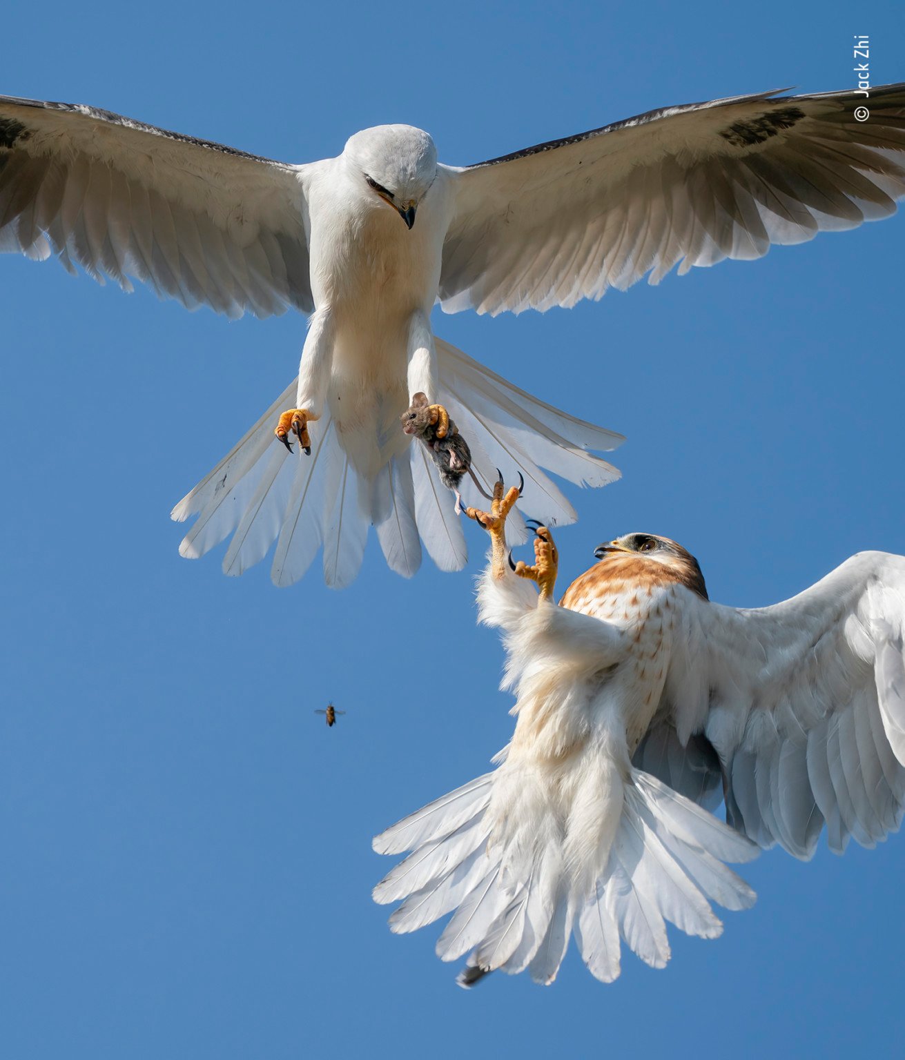 Top Photos From the 2021 Wildlife Photography of The Year Competition