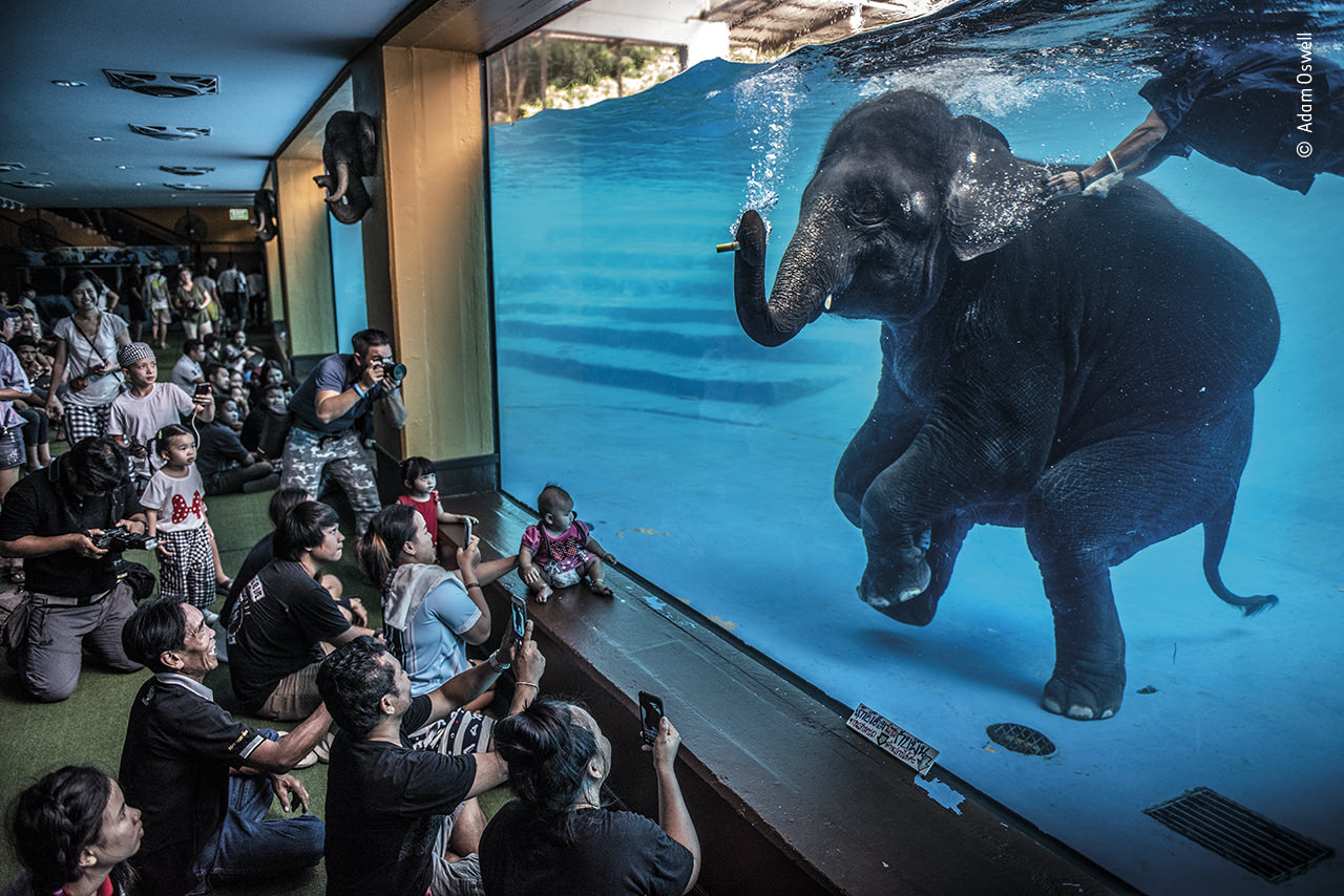 Tác phẩm “Elephant in the room” chụp bởi Adam Oswell, Australia
Chiến thắng hạng mục Nhiếp ảnh thời sự