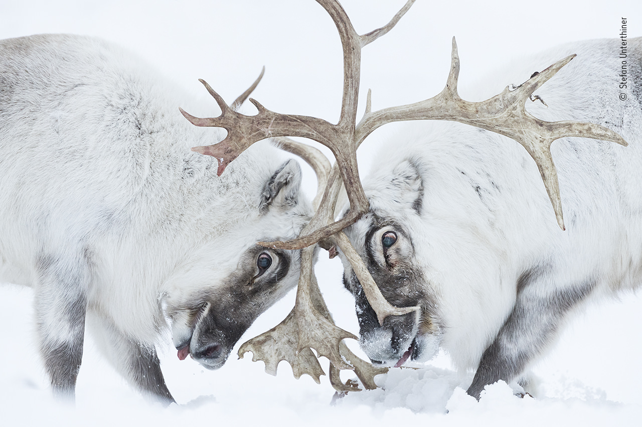 Tác phẩm “Head to head” chụp bởi Stefano Unterthiner, Ý
Chiến thắng hạng mục Hành vi: Động vật hữu nhũ