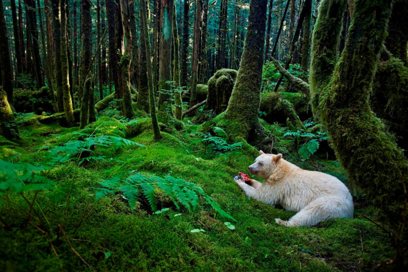 A Kermode bear eats a fish in a moss-draped rain forest.