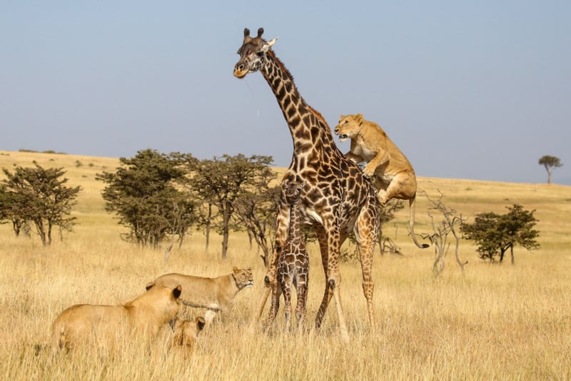 In the Olare Motorogi Conservancy of Kenya a mother giraffe tries to protect her young baby from a pride of female and young lions trying to attack it. Salivating out of stress, the first female lion jumps on the mother giraffe to separate her from her baby.