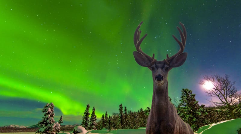 Curious mule deer Odocoileus hemionus staring in camera while photographing spectacular display of green Northern Lights Aurora borealis over moon-lit boreal forest taiga