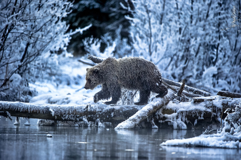 People’s Choice option for Wildlife Photographer of the Year 2021