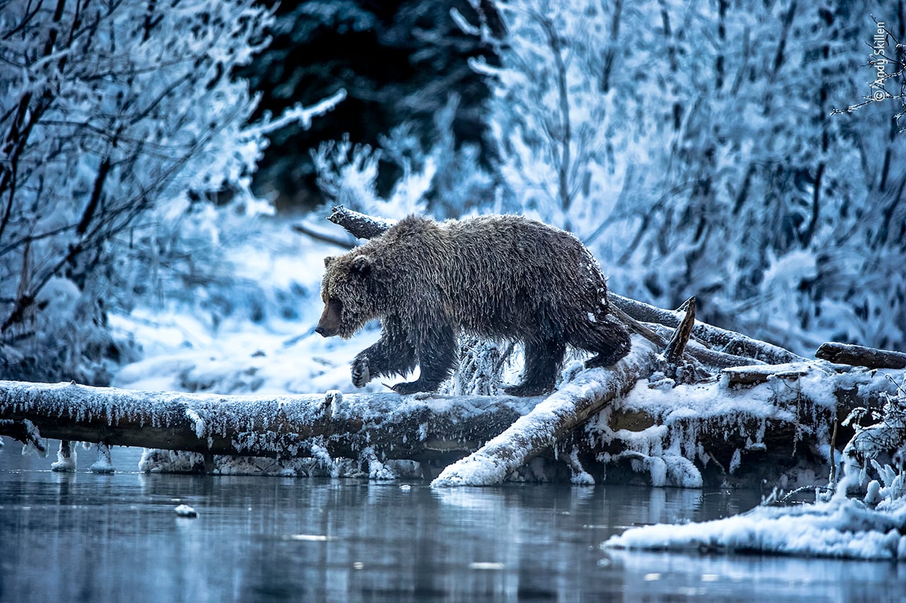 25 People’s Choice Photos for Wildlife Photographer of the Year 2021 ...