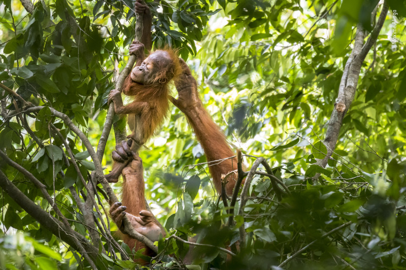 People’s Choice option for Wildlife Photographer of the Year 2021