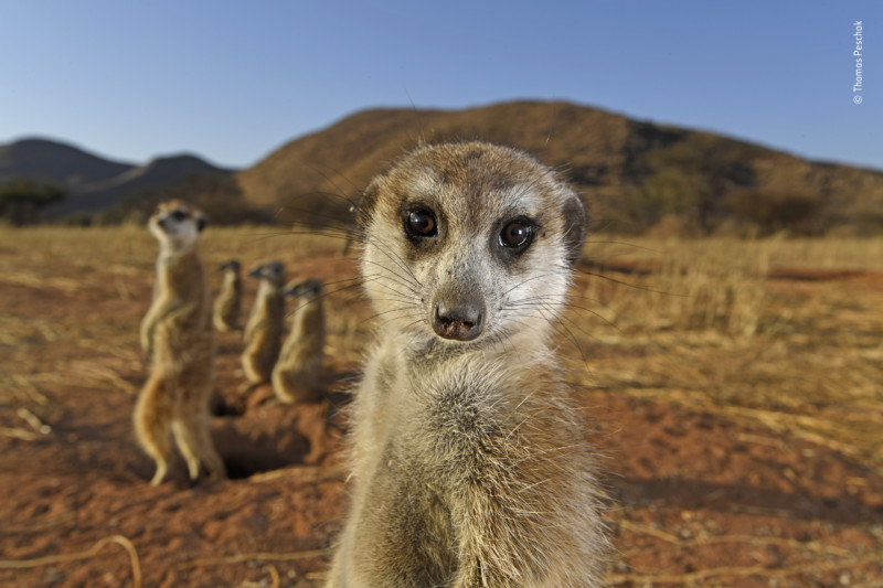 People’s Choice option for Wildlife Photographer of the Year 2021