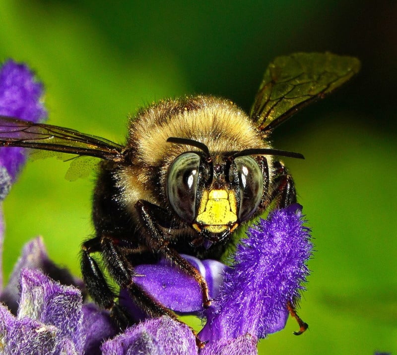 A macro photo of a bee on a flower