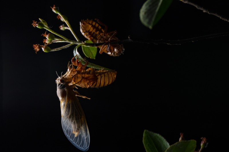 A cicada against a dark background