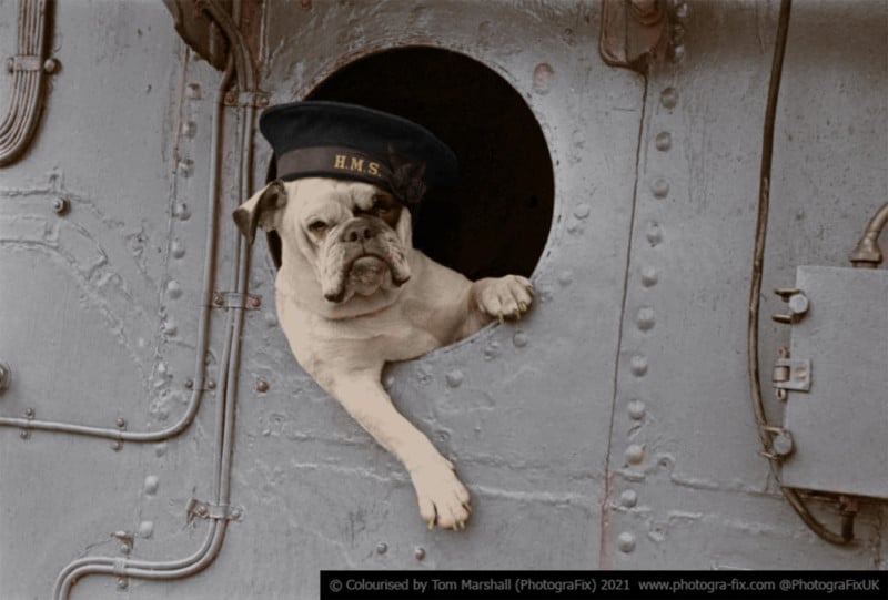 A bulldog looking out the porthole of a ship in 1941