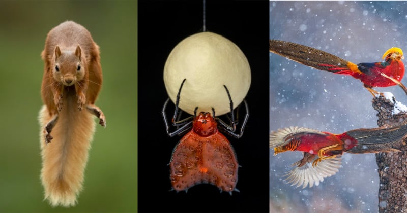 Nominees for the People's Choice Award Wildlife Photographer of the Year 2021