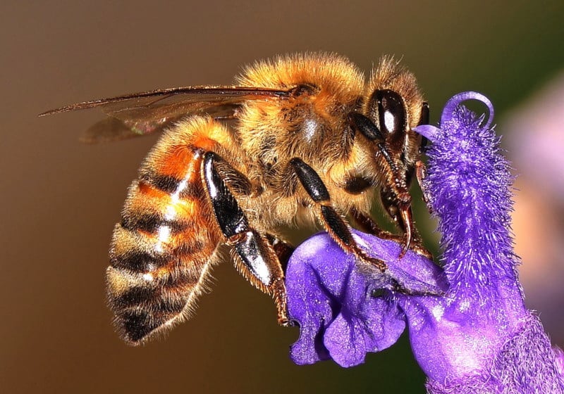 A bee on a flower