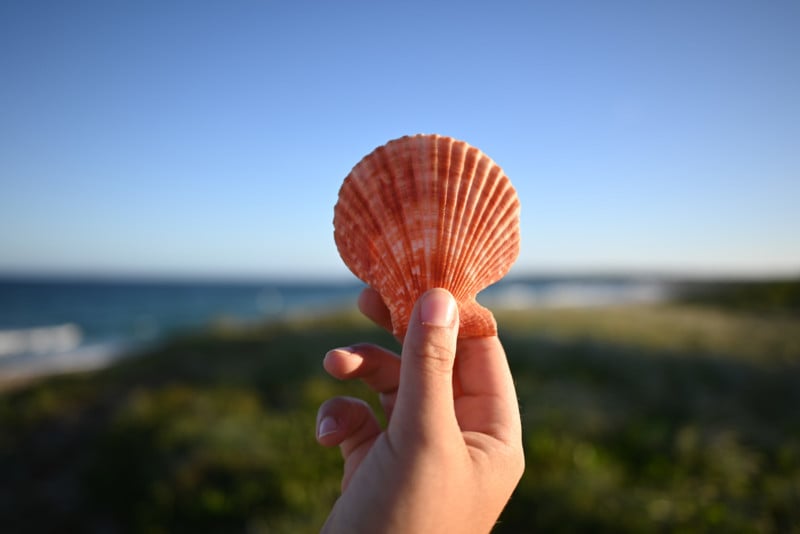 A hand holding up a coral colored scallop shell against a blue sky background