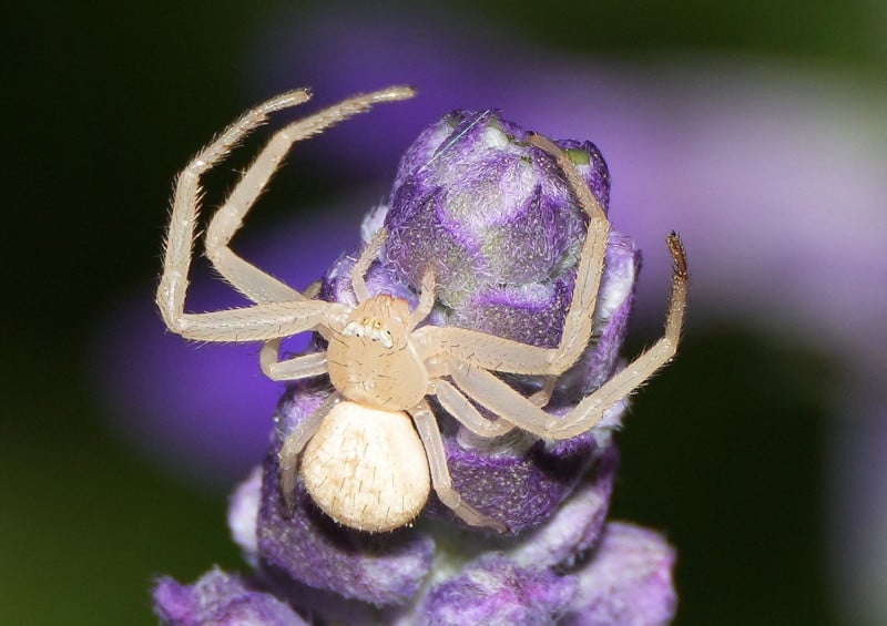 A macro photo of a spider on a flower