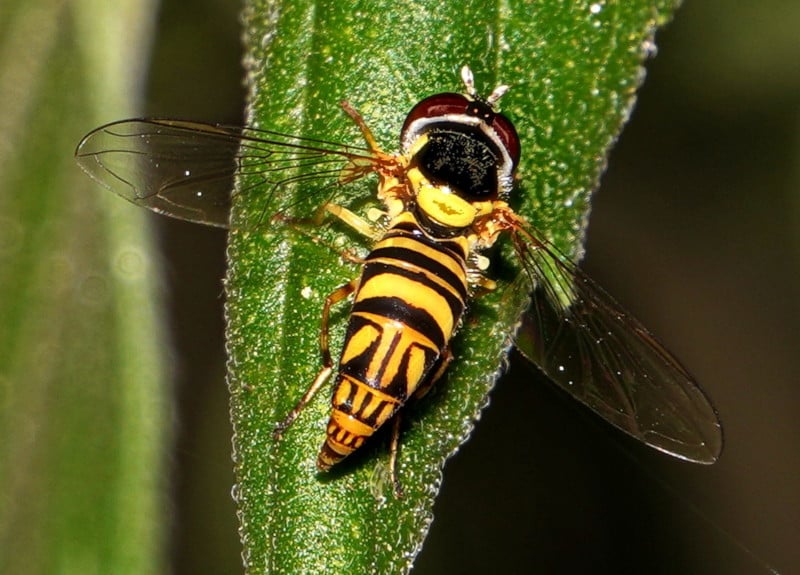 A wasp on a leaf