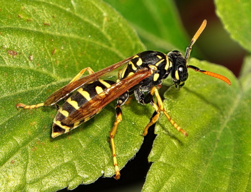 A wasp on a leaf