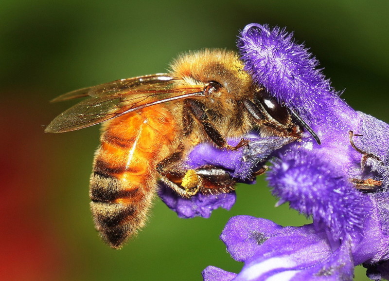 A bee on a flower