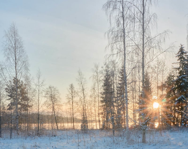 A color photo of a winter forest landscape