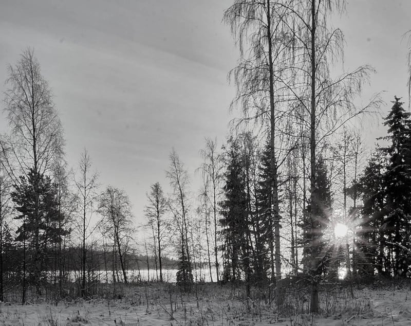 A black and white photo of a winter forest landscape