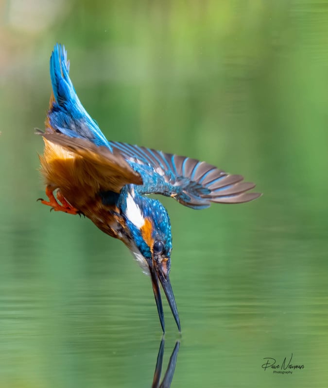 A kingfisher diving into water for a catch